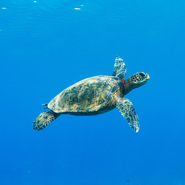 Schildkröte im Wasser